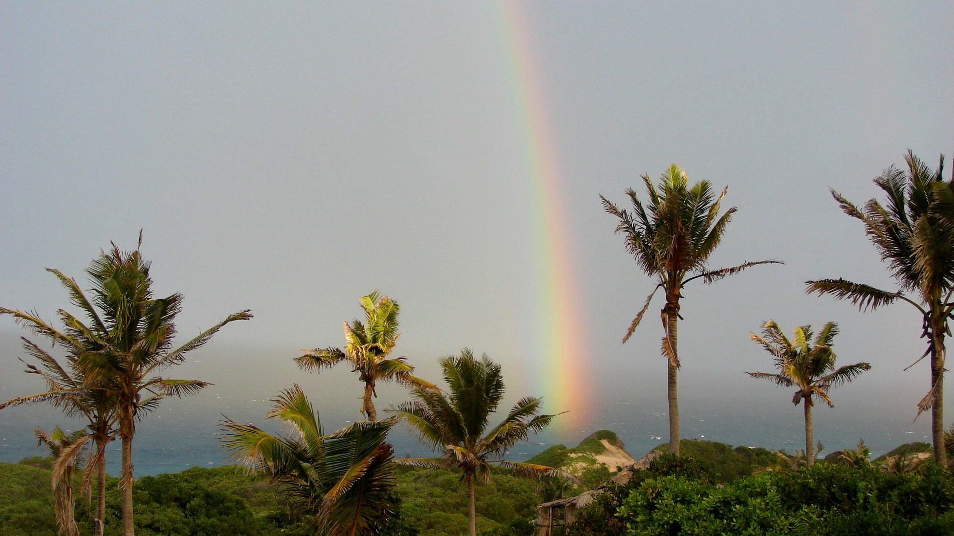 A rainbow over the palms and sea