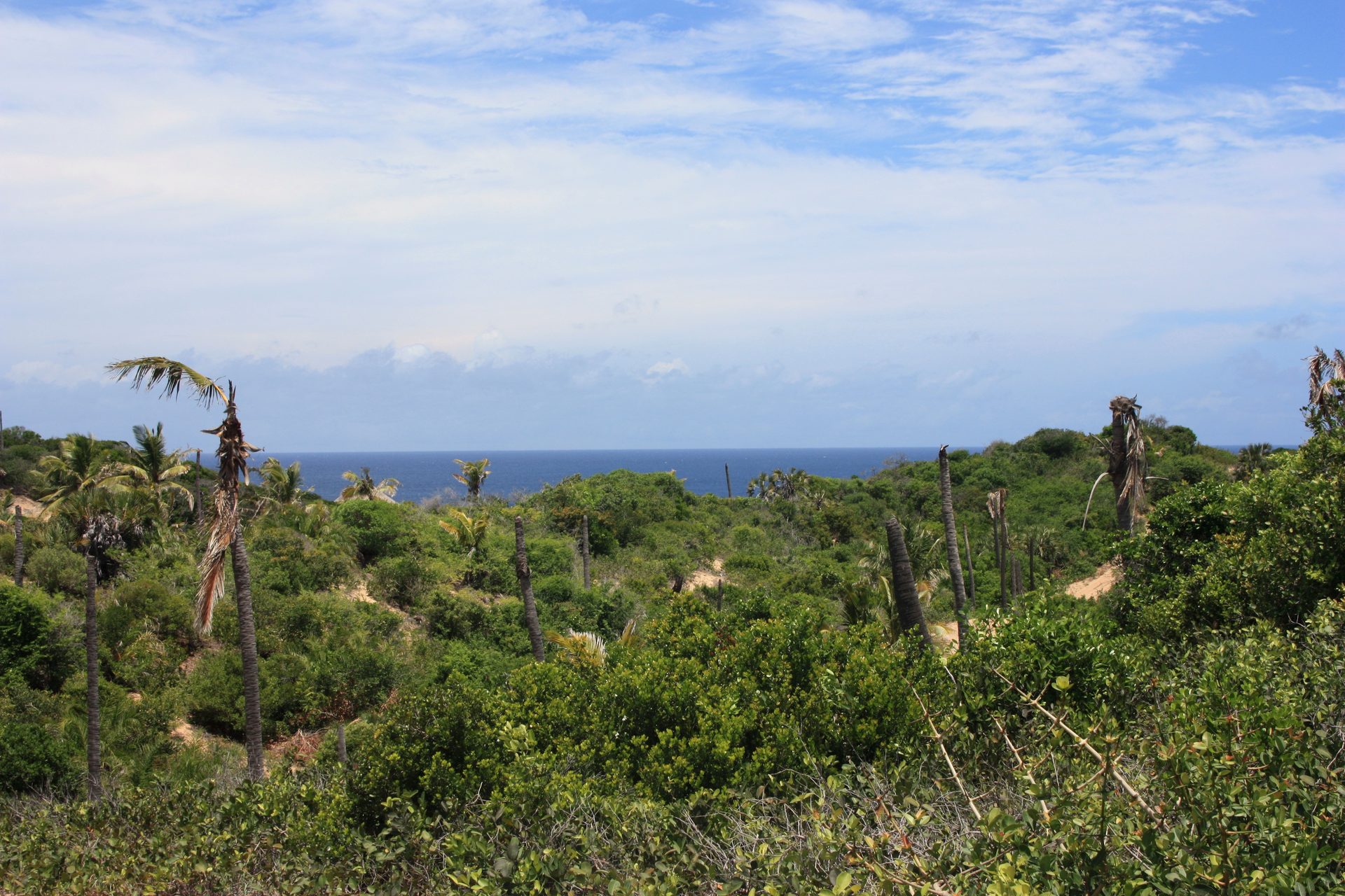 Sea view over the coastal bush at Terra Bella